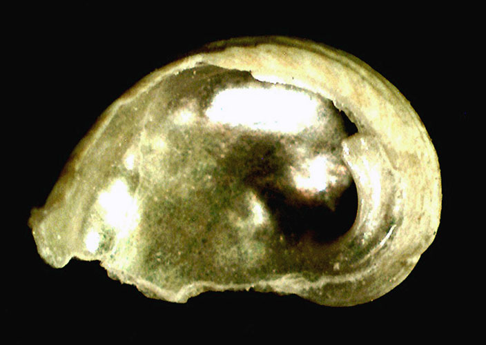 Piccola haliotis da identificare